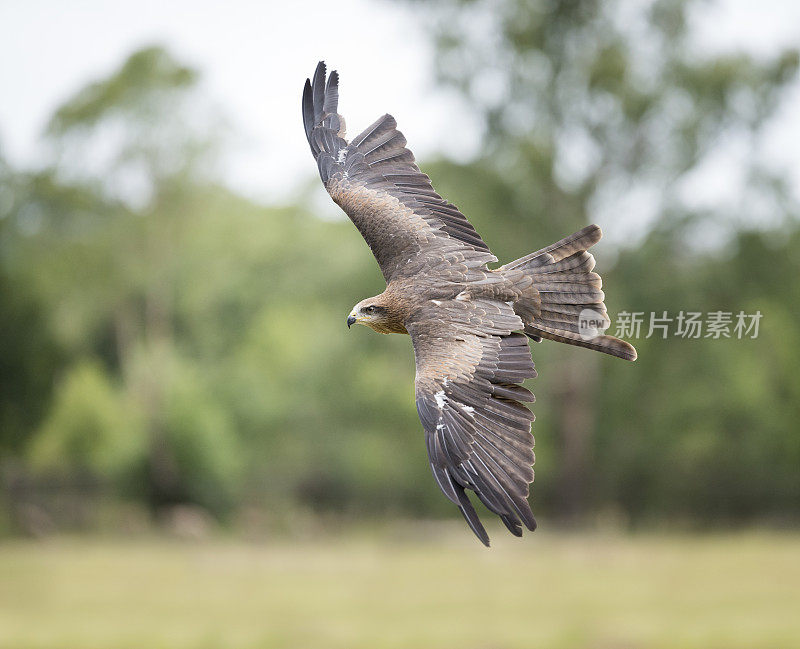 黑鸢(Milvus Migrans)正在飞行，正在狩猎，准备攻击